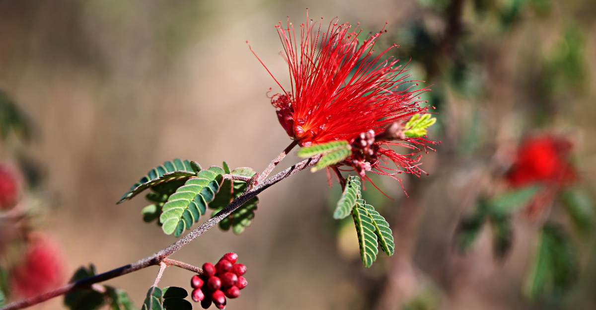 fairy duster (featured image)