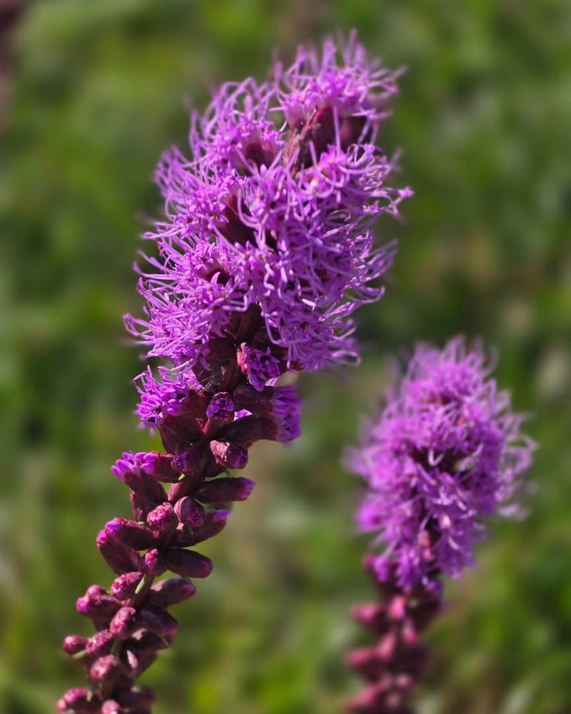 Why Blazing Star Works