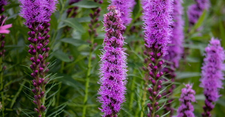 blazing star