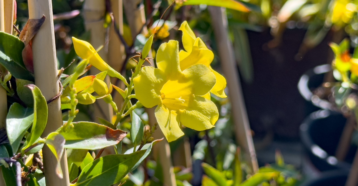 Carolina jessamine
