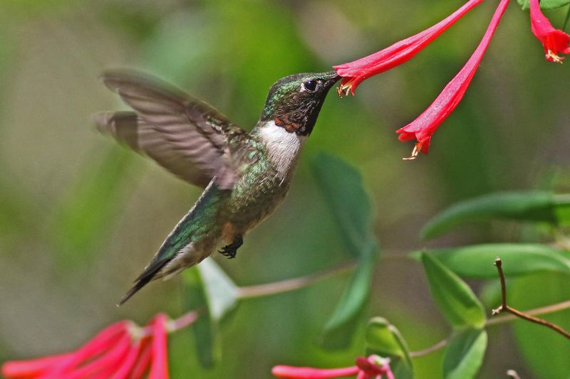 Coral Honeysuckle Is A Hummingbird Magnet
