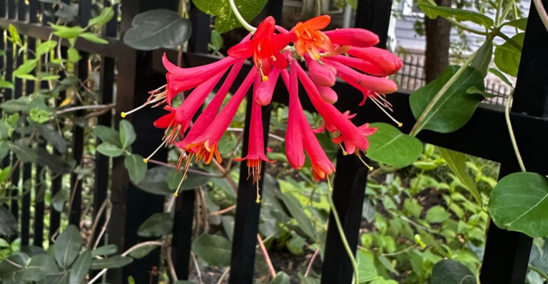 coral honeysuckle