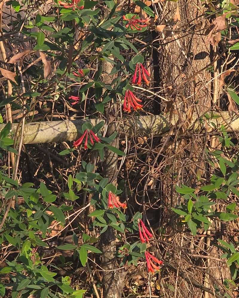 A Native Vine That Thrives In Georgia Without Extra Fuss