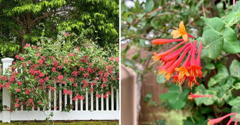 Why You Should Grow Coral Honeysuckle Along Your Fence In Georgia