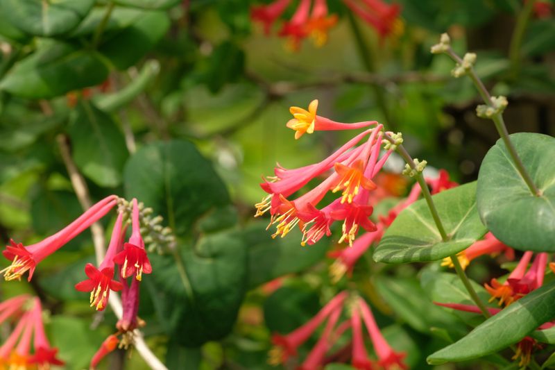 Coral Honeysuckle Thrives In Texas Heat And Sun