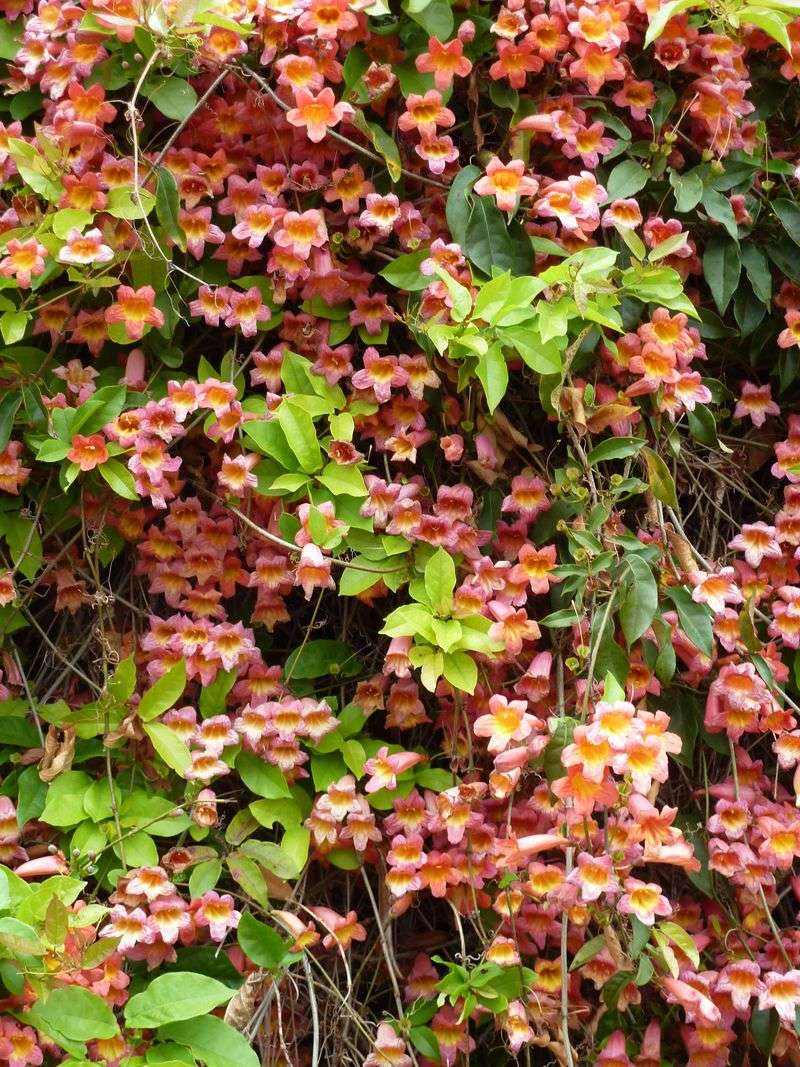 Crossvine Thrives In Florida Heat And Humidity