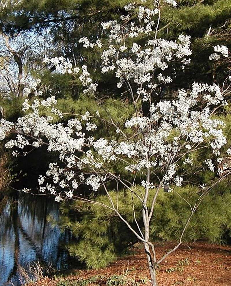 Serviceberry Handles Ohio's Climate Without Fuss