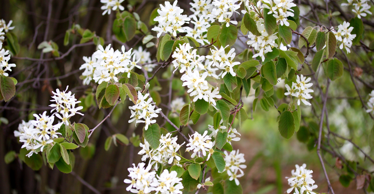 serviceberry