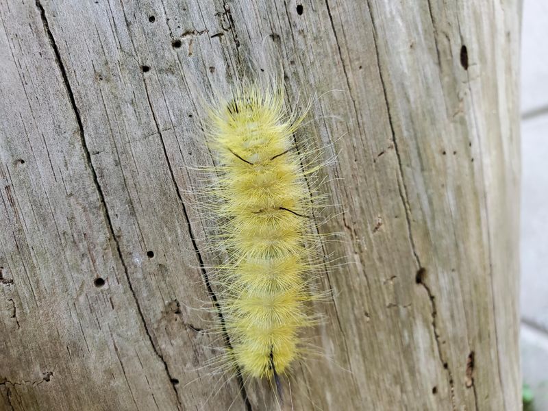 Where Pennsylvanians Are Most Likely To Spot It