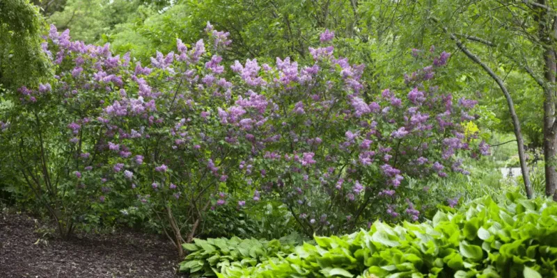 When Lilacs Actually Need Feeding