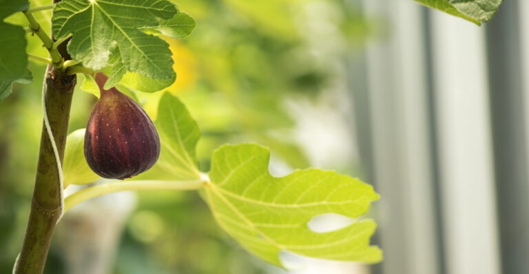 Why Your Fig Tree In Pennsylvania Is Not Producing Fruit