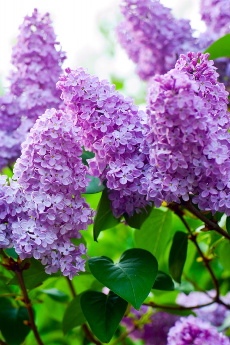 Lilacs Need Full Sun To Bloom Well In Ohio