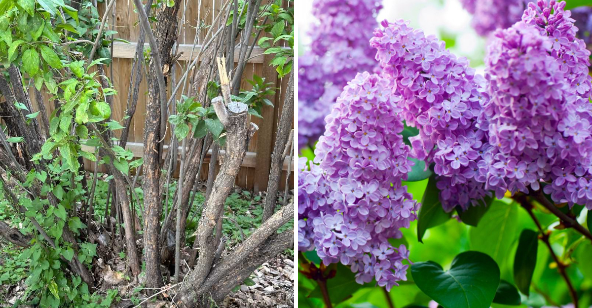 lilac plant