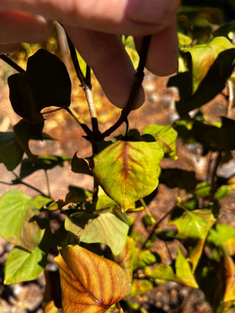 Planting In Poorly Drained Soil