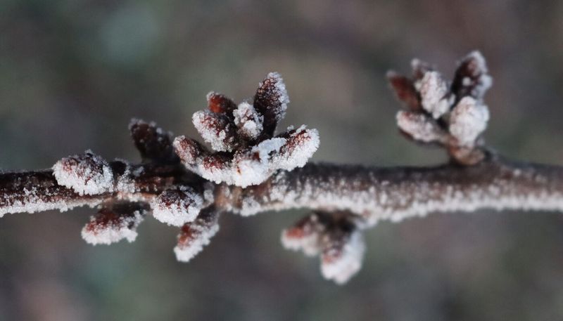 Late Frost Damages Tender Cherry Blossoms