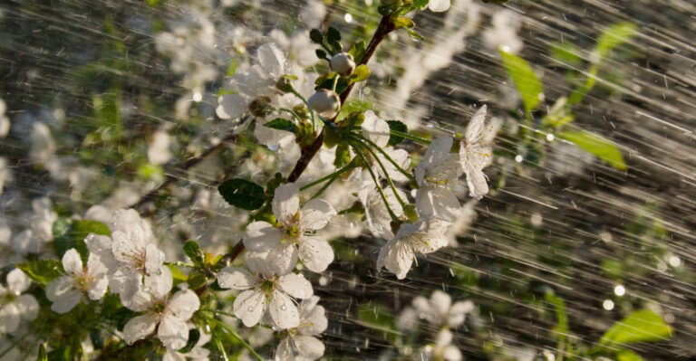 cherry fruit tree flowers