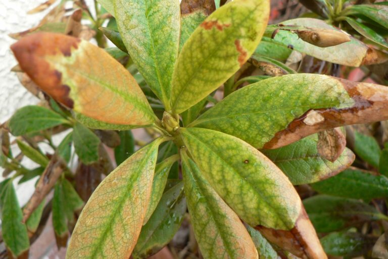 Rhododendron leaves damaged