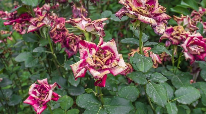 Insufficient Watering During Hot, Dry Spells