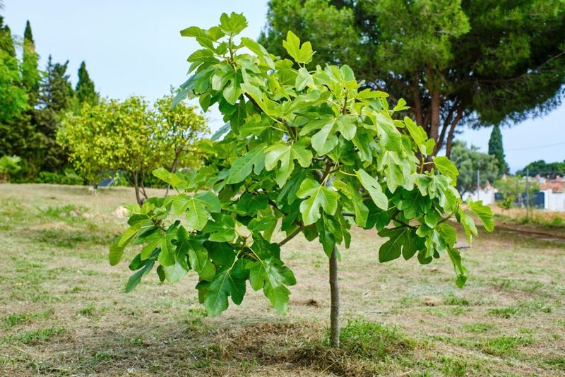 The Tree Is Still Too Young To Produce Fruit