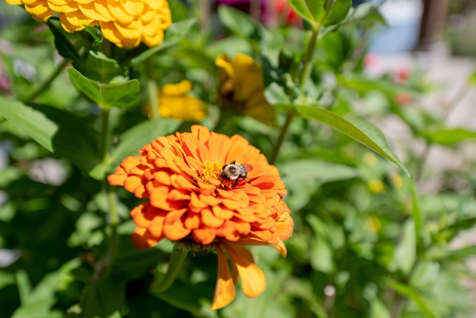 bee on zinnia