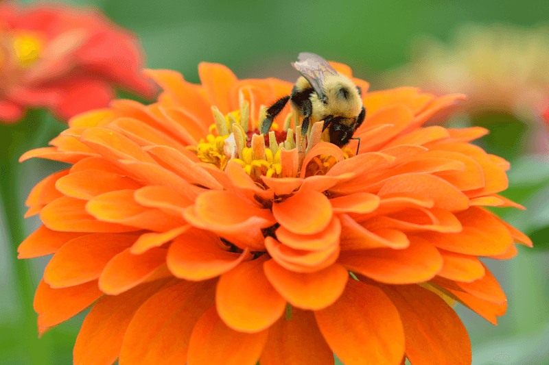 Zinnias Produce Nectar-Rich Flowers