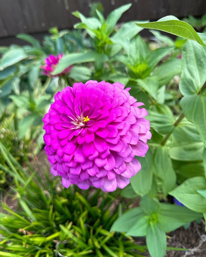 The Best Time To Plant Zinnias In Texas