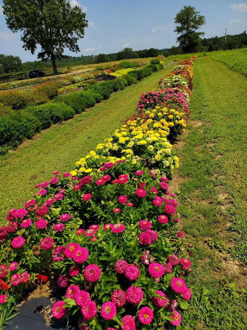 Where Texans Are Planting Zinnias