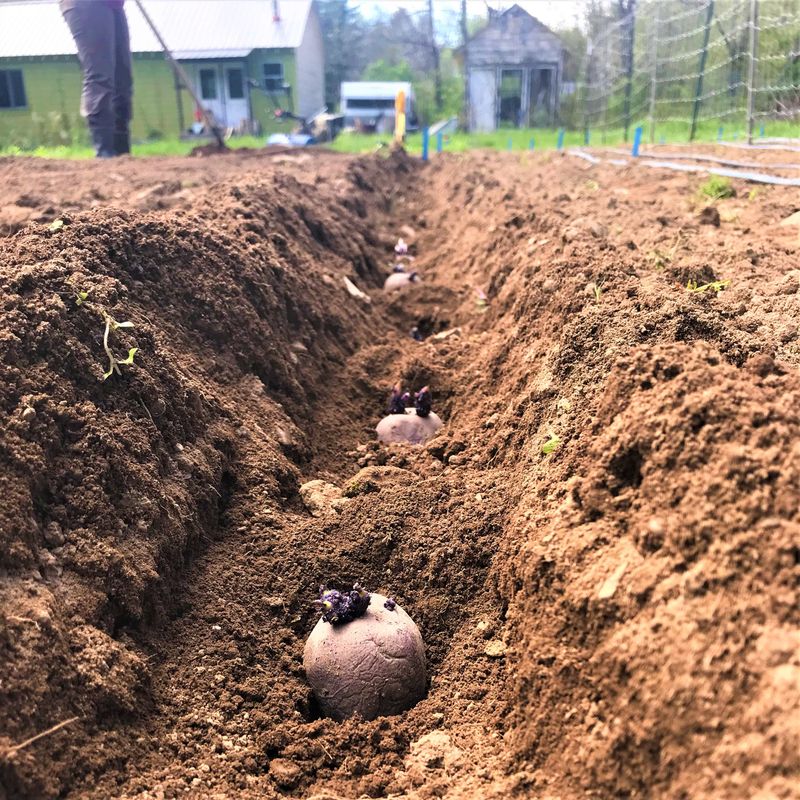 The Right Planting Depth Helps Shoots Emerge More Smoothly