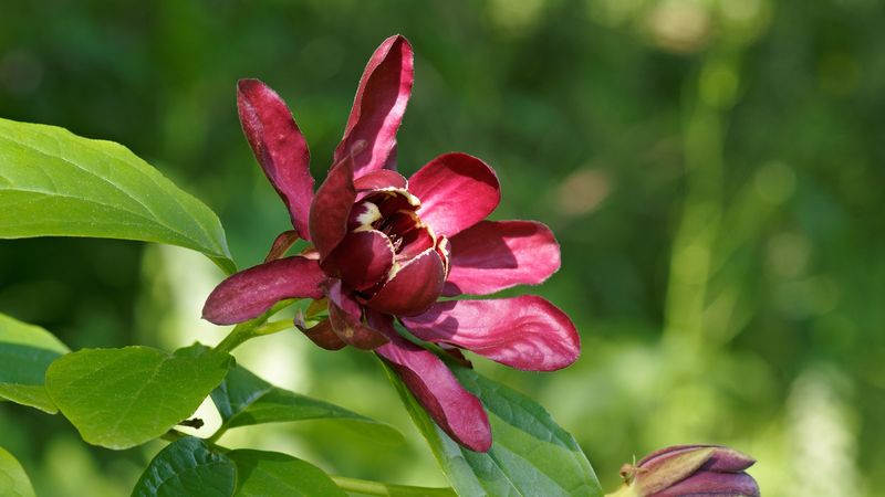Sweetshrub (Calycanthus Floridus)