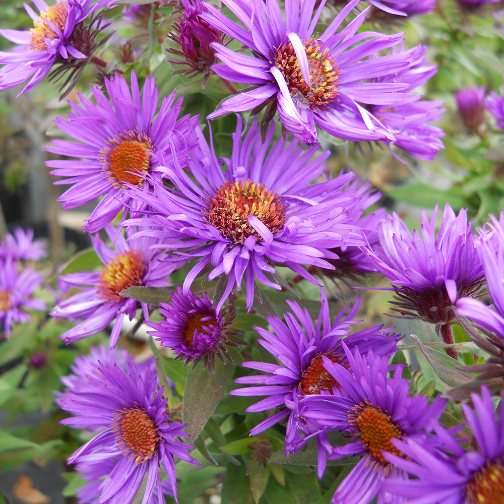 New England Aster