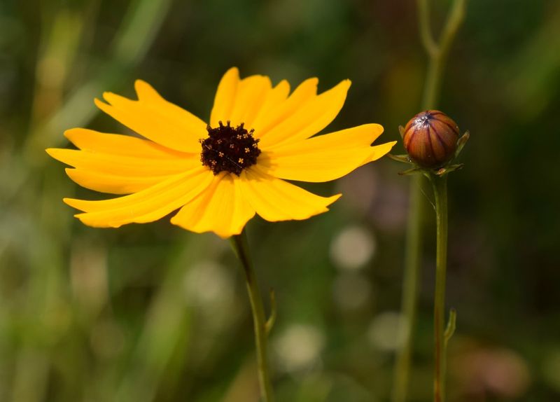 Coreopsis Sprinkles Sunny Yellow Across Your Yard
