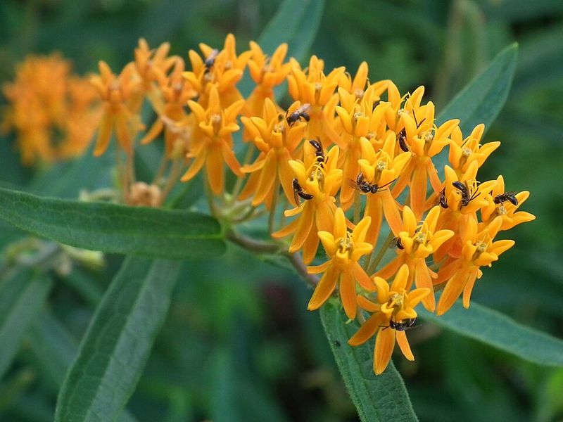 Butterfly Weed Lights Up Dry Sunny Spots