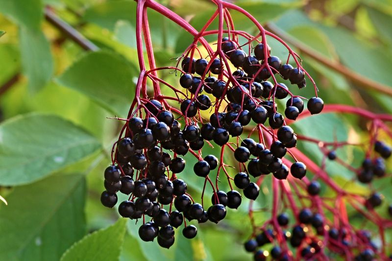 Elderberry Hiding Sweet Surprises For Birds