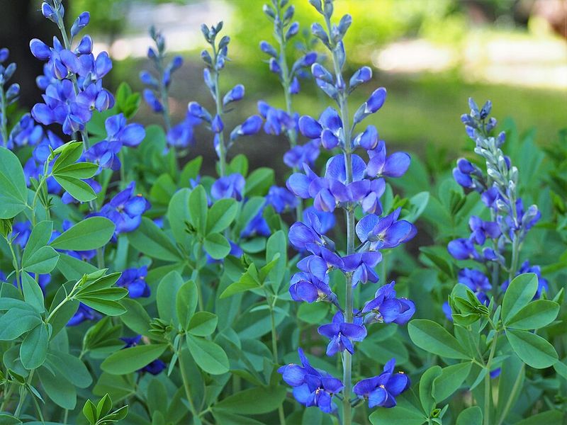 False Blue Indigo Delivers Bold Blue Blooms With Strong Structure