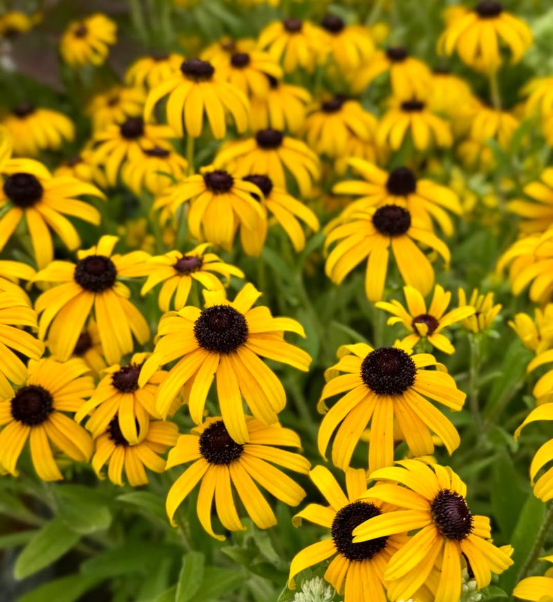 Black Eyed Susan Reseeds And Thickens Naturally