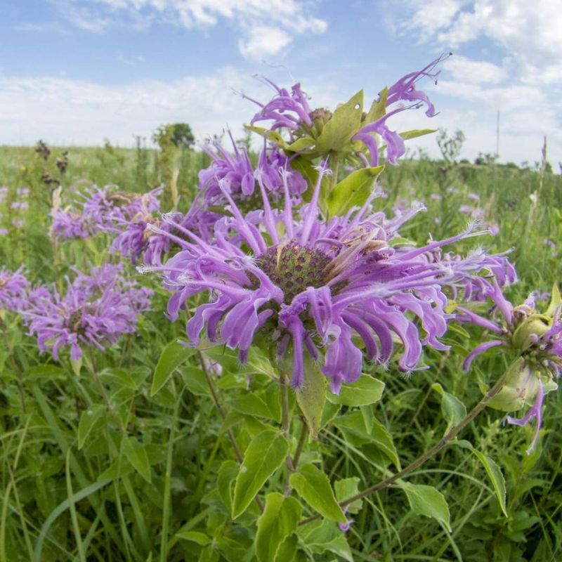 Its Soft Purple Blooms Brightened Fields, Edges, And Garden Beds