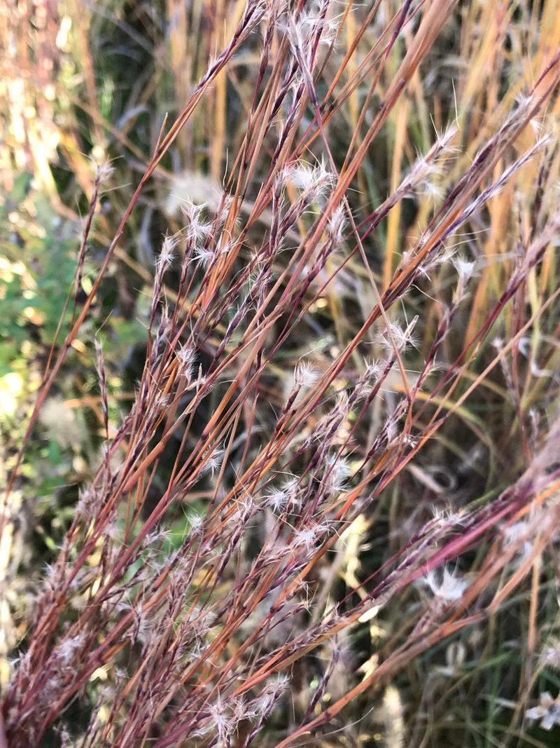 Little Bluestem Feeds Birds And Looks Good Doing It