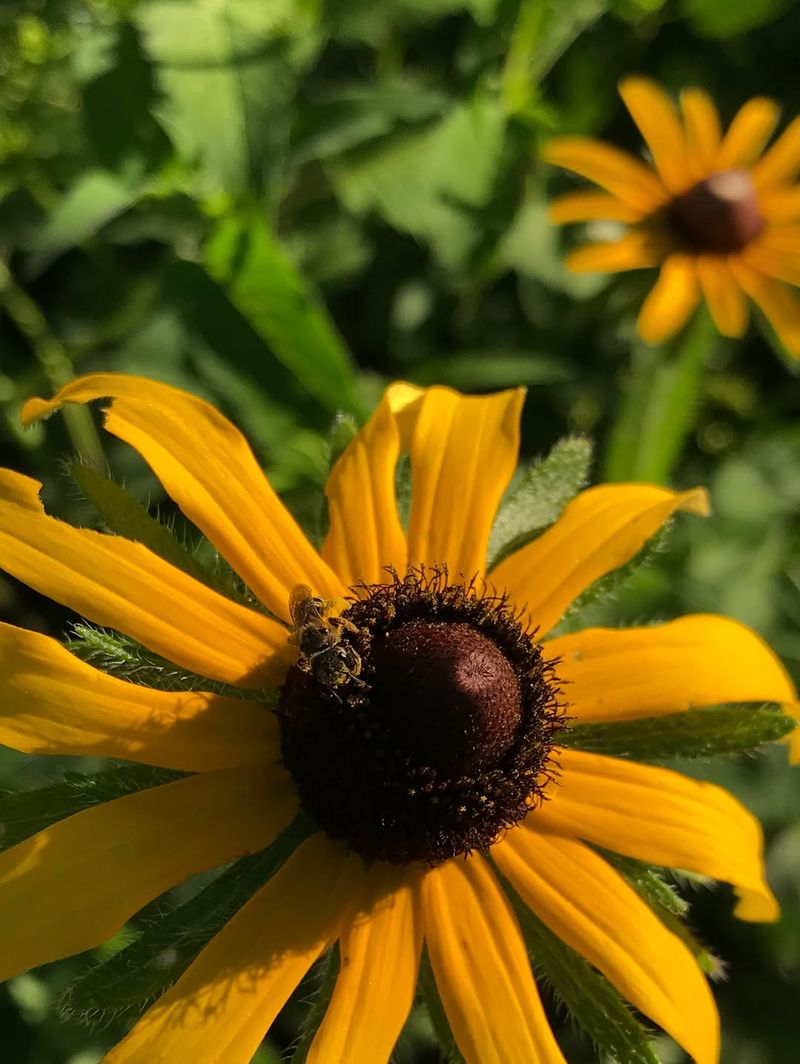 Black-Eyed Susan (Rudbeckia Hirta)