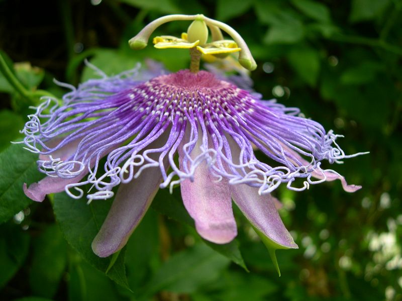 Passionflower (Passiflora Incarnata)