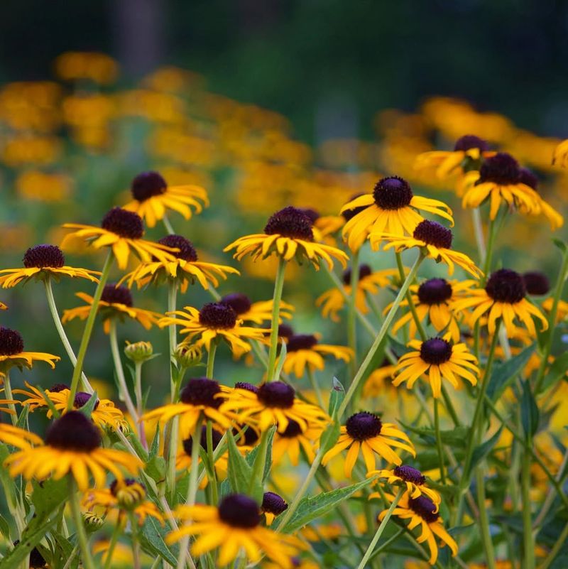 Black-Eyed Susan