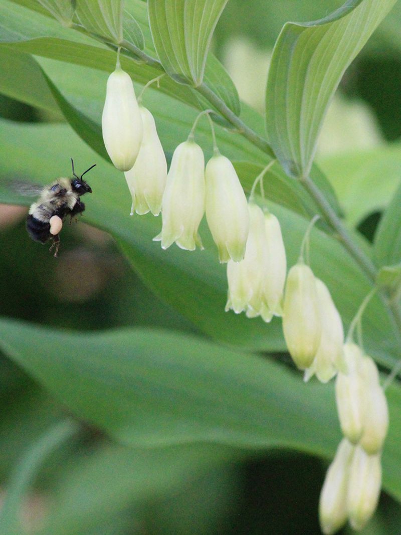 Solomon's Seal (Polygonatum Biflorum)