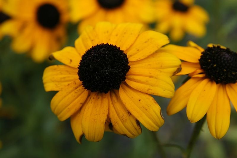 Black-Eyed Susan Keeps Summer Borders Bright And Simple