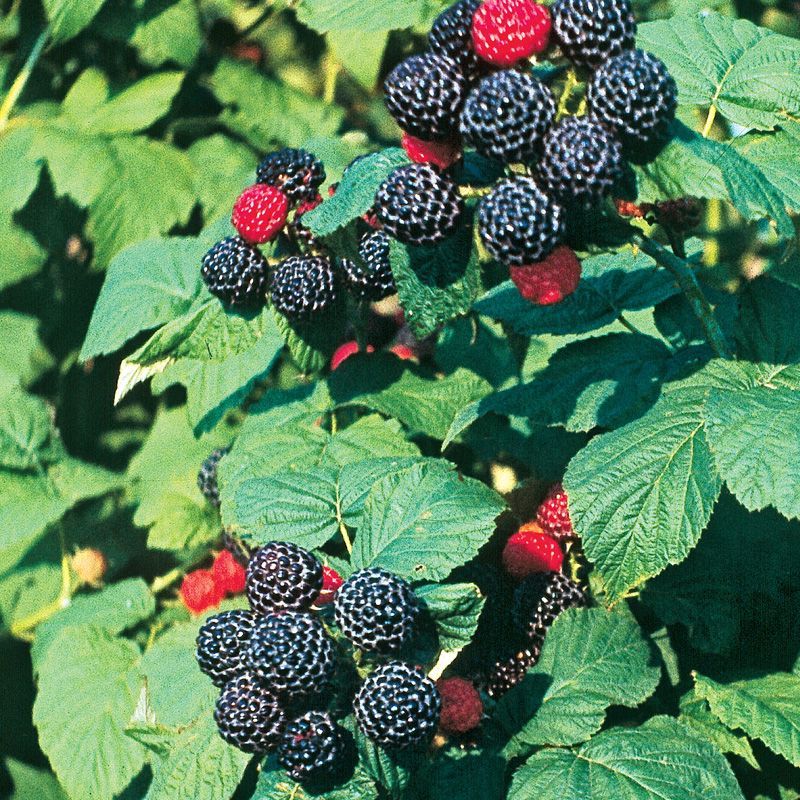 Black Raspberry Bushes Produce Fruit Orioles Frequently Eat