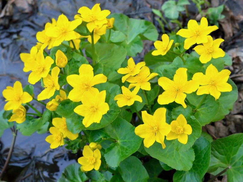 Marsh Marigold