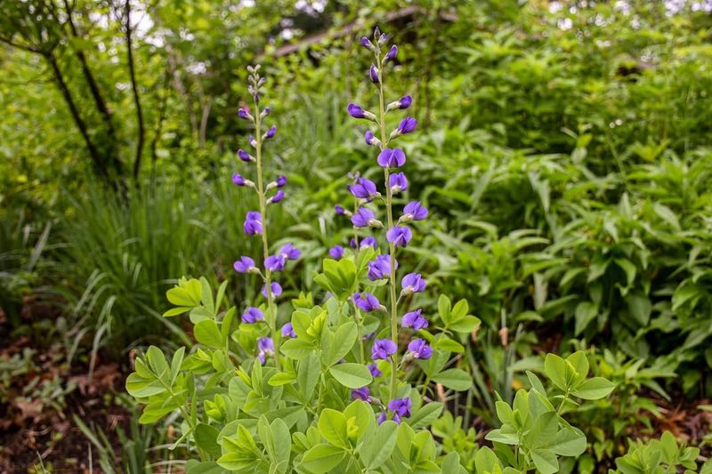 Blue False Indigo (Baptisia Australis)