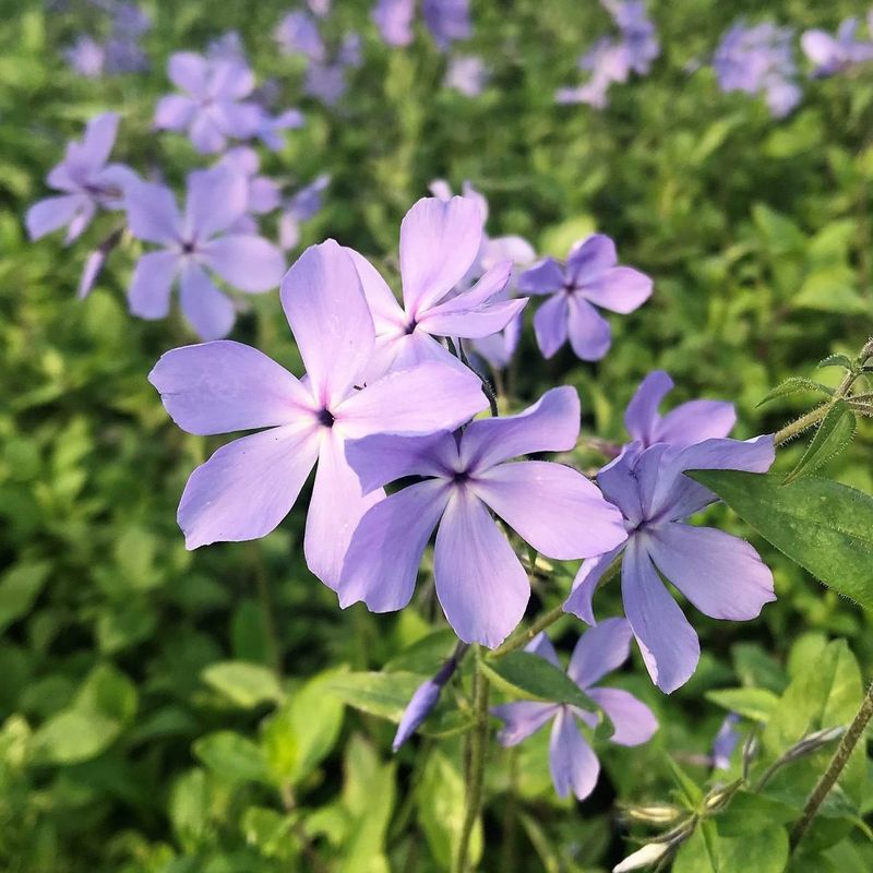 Woodland Phlox (Phlox Divaricata)