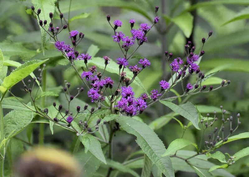 New York Ironweed Creates A Late Summer Purple Spectacle