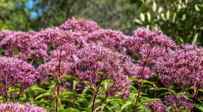 Joe Pye Weed Forms Larger Crown Systems Each Season