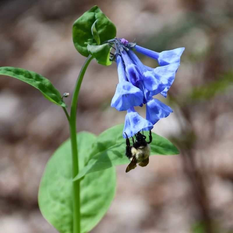Virginia Bluebells Fill The Spring Nectar Gap