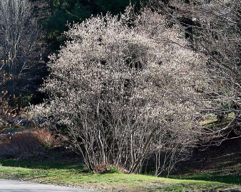 Thicket Serviceberry Gives Nesting Cardinals More Privacy